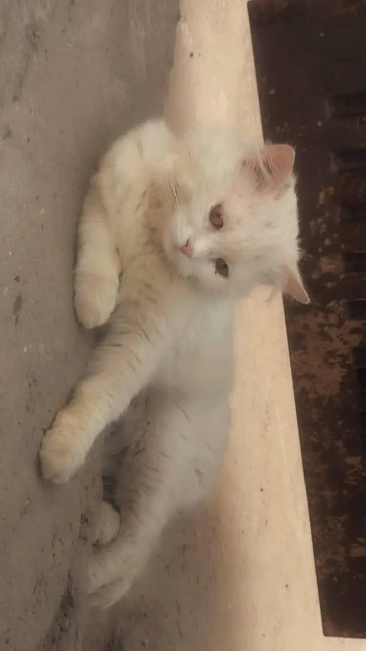 Two Persian Cat for sale — photo 4