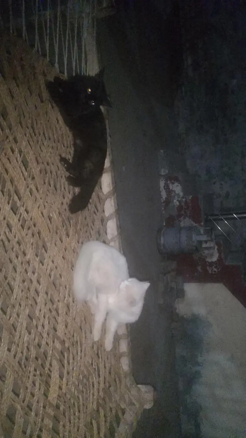 Two Persian Cat for sale — photo 5