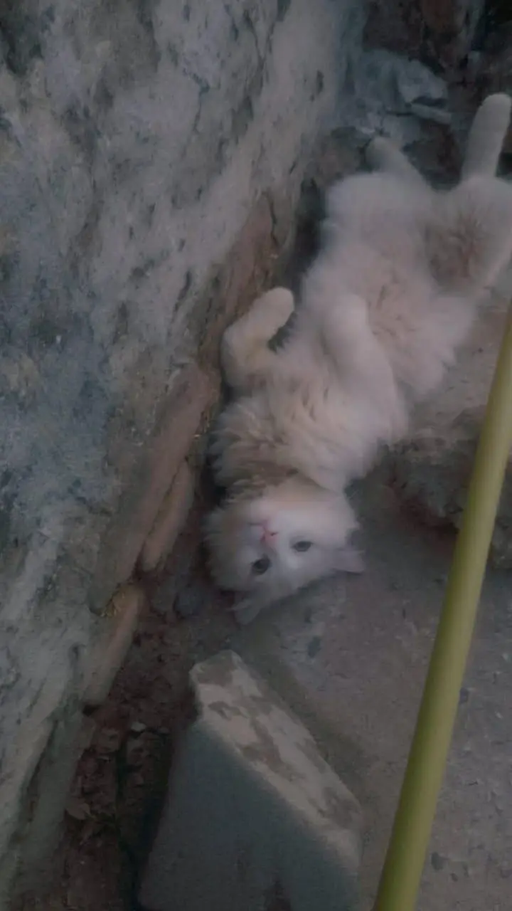 Two Persian Cat for sale — photo 6