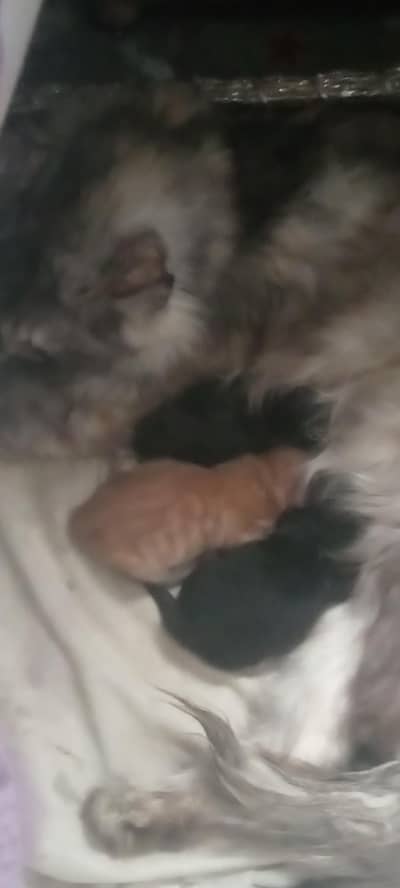 ADULT CAT WITH BABIES
