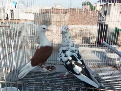 fancy pigeons