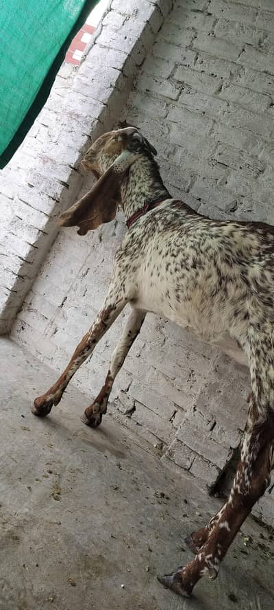 Home Goat For Sell
