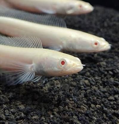 Albino channa , moray eel , peacock bass , albino gar