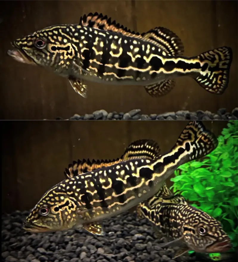 Albino channa , moray eel , peacock bass , albino gar — photo 2