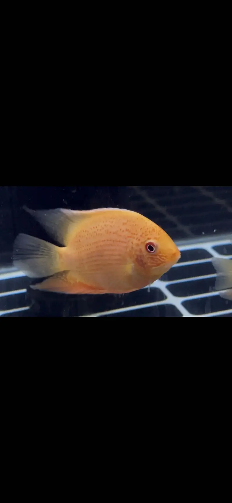Albino channa , moray eel , peacock bass , albino gar — photo 3