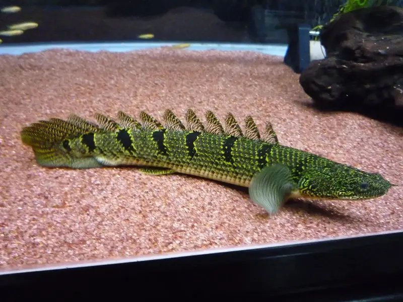Albino channa , moray eel , peacock bass , albino gar — photo 6