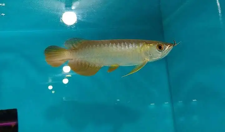 Albino channa , moray eel , peacock bass , albino gar — photo 8