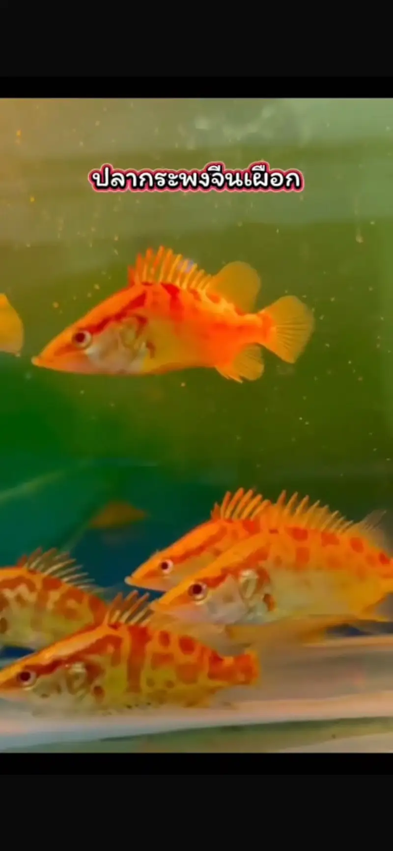 Albino channa , moray eel , peacock bass , albino gar — photo 9