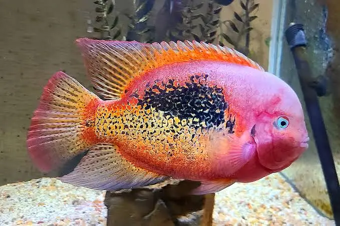 Albino channa , moray eel , peacock bass , albino gar — photo 10