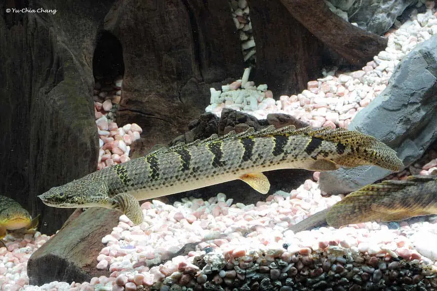 Albino channa , moray eel , peacock bass , albino gar — photo 11