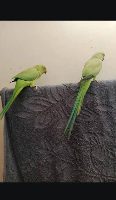 bilkul ok ha birds pathy ha