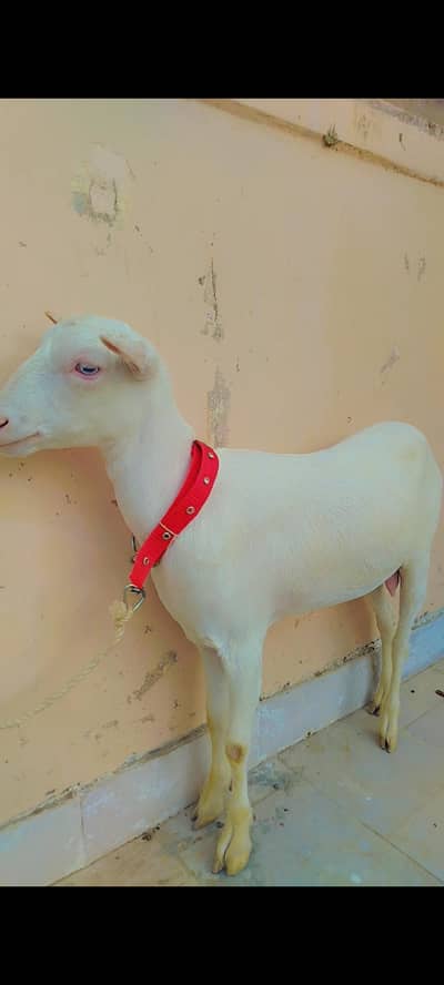 Russian teddy female full pointed