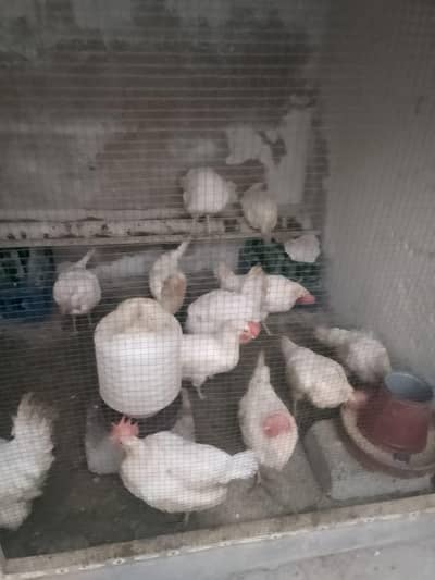 Layer Murgi for sale