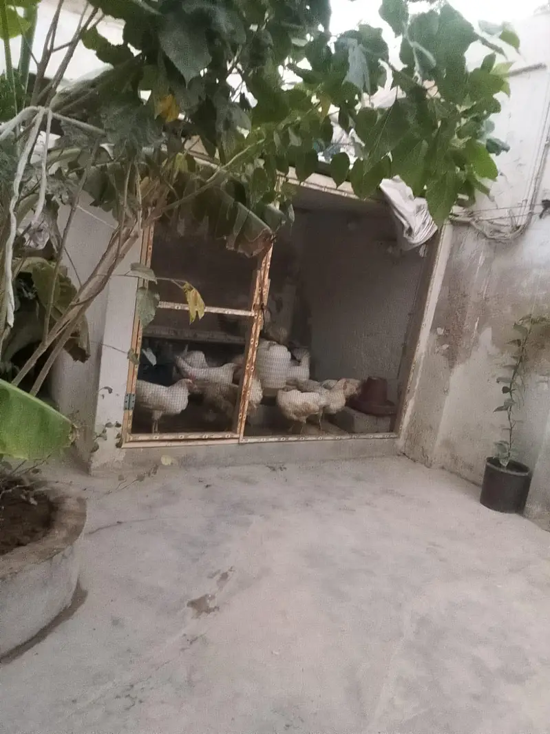 Layer Murgi for sale — photo 4
