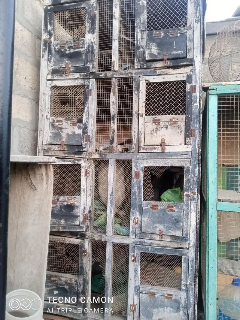 purane pinjre — photo 3