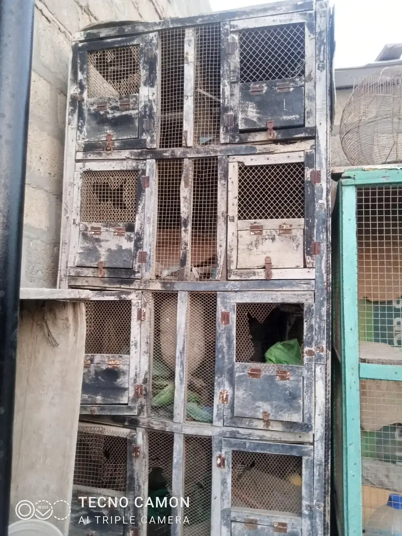 purane pinjre — photo 5