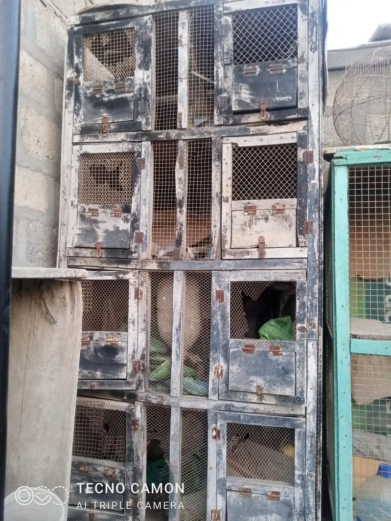 purane pinjre — photo 6