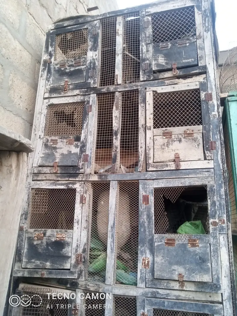 purane pinjre — photo 7