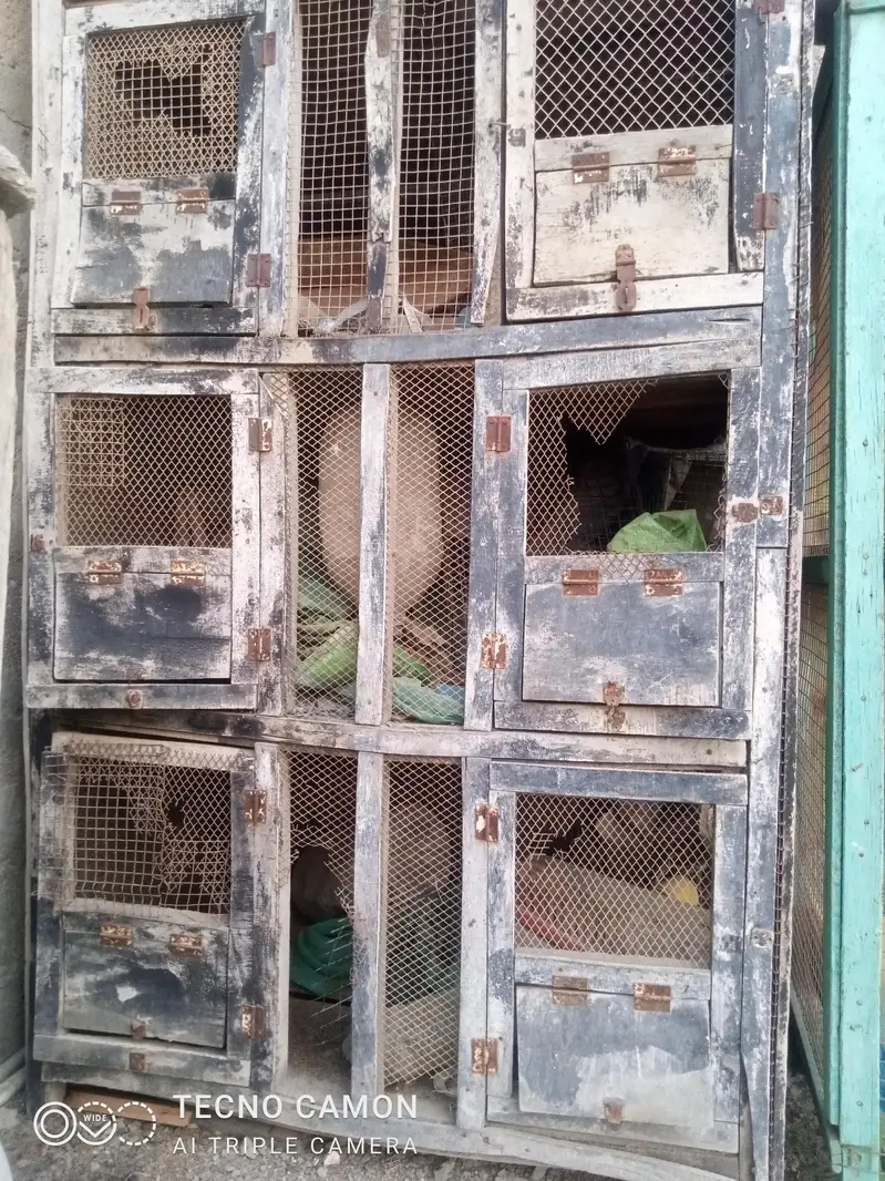 purane pinjre — photo 8
