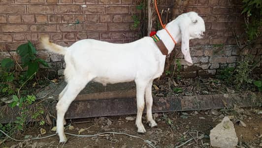 Pure white gulabi Rajanpuri male, Rajanpuri Bakra, goat