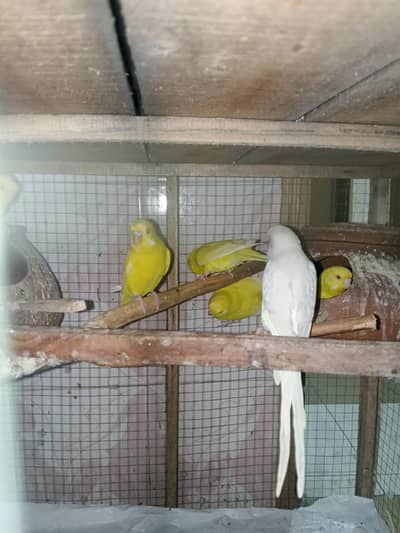 Australian Red eyes and cage