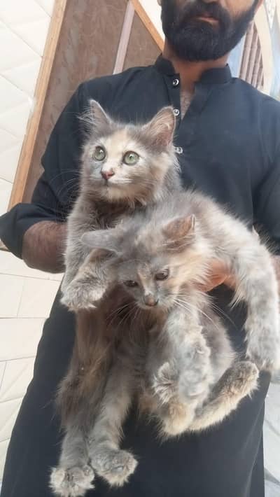 Cat for Sell