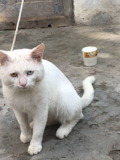 cates