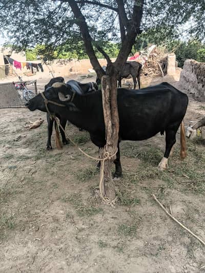 buffalo