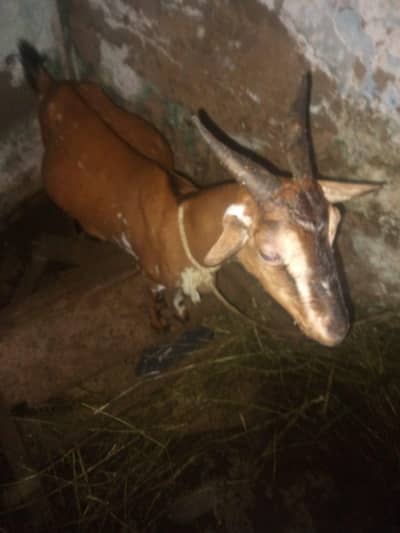 Bakri Heeran