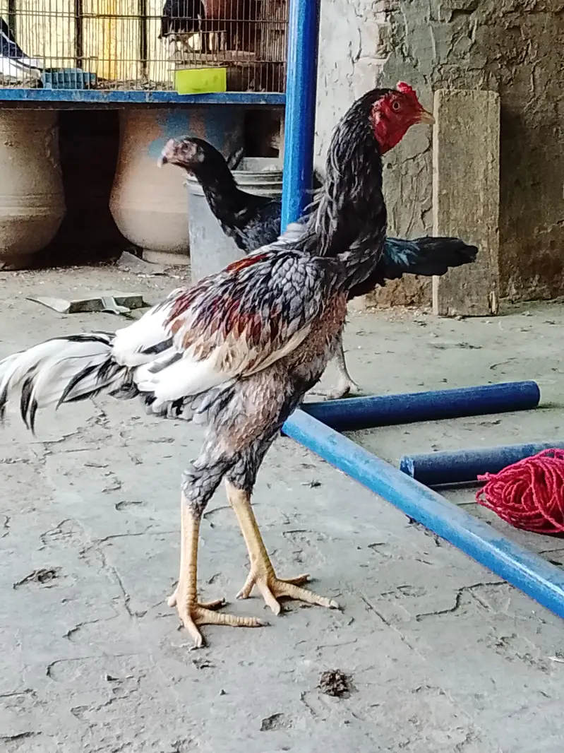 03224299869 bohat achi chz ha — photo 2