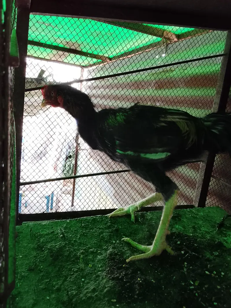 03224299869 bohat achi chz ha — photo 10