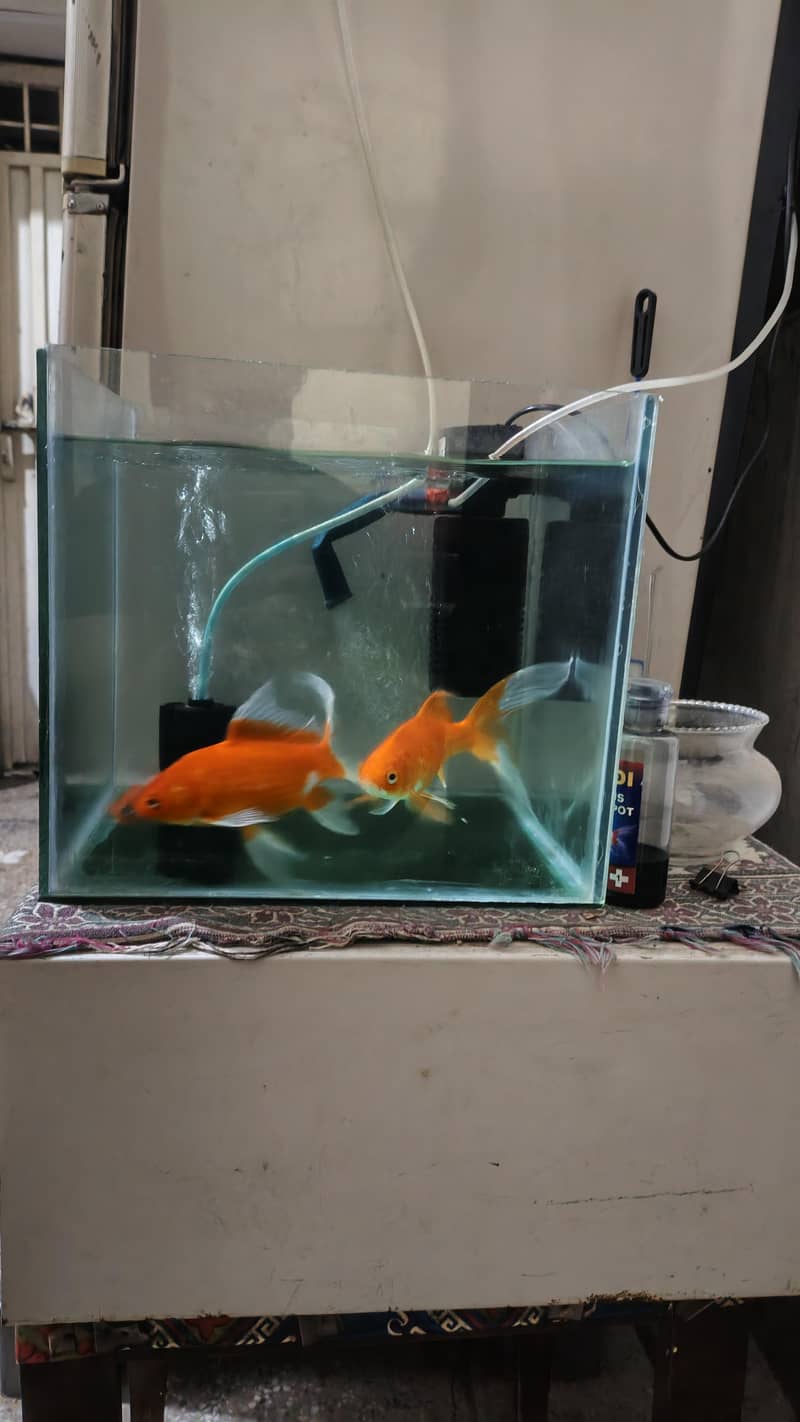 high fin common goldfish 1