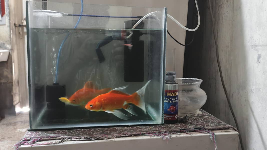high fin common goldfish 2