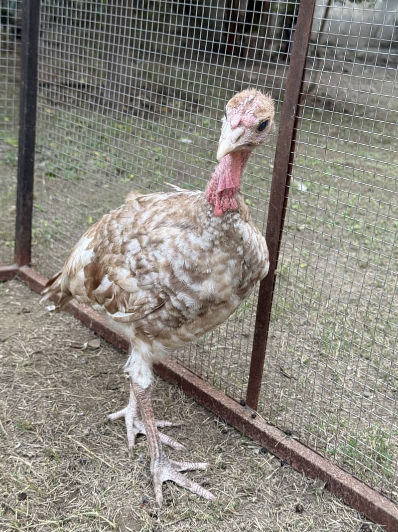 Red bourbon turkey chicks 2 pc 0