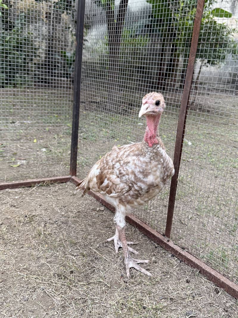 Red bourbon turkey chicks 2 pc 1