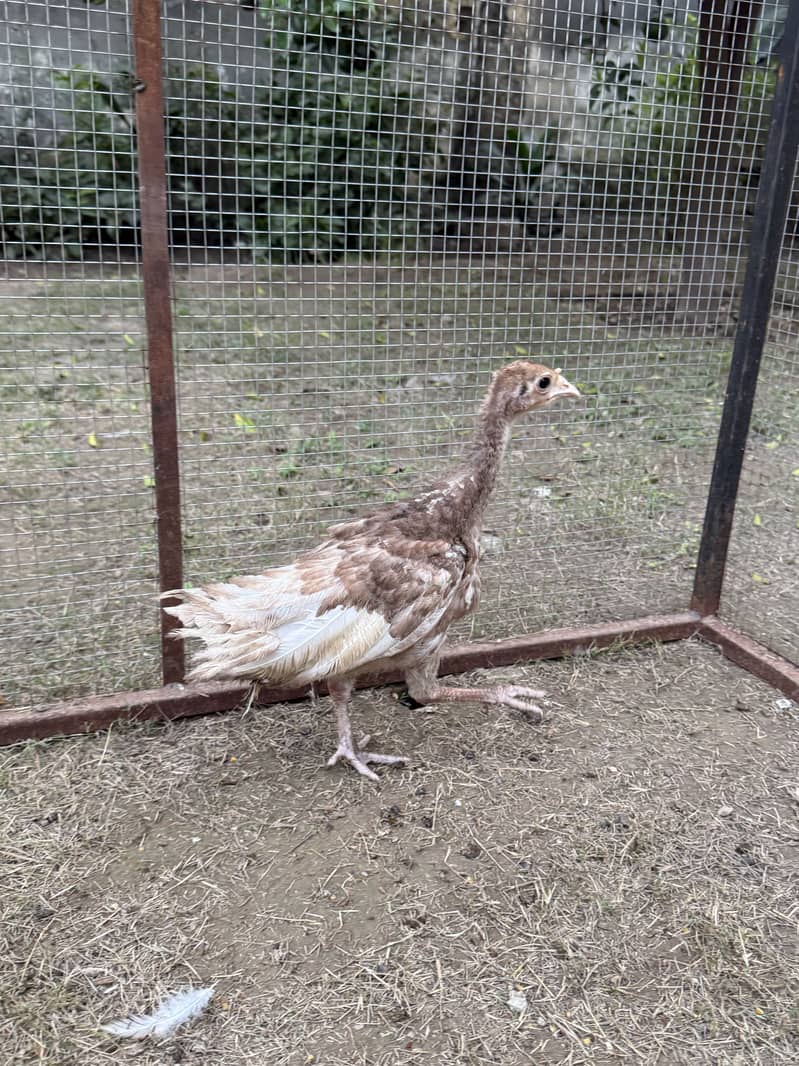 Red bourbon turkey chicks 2 pc 2