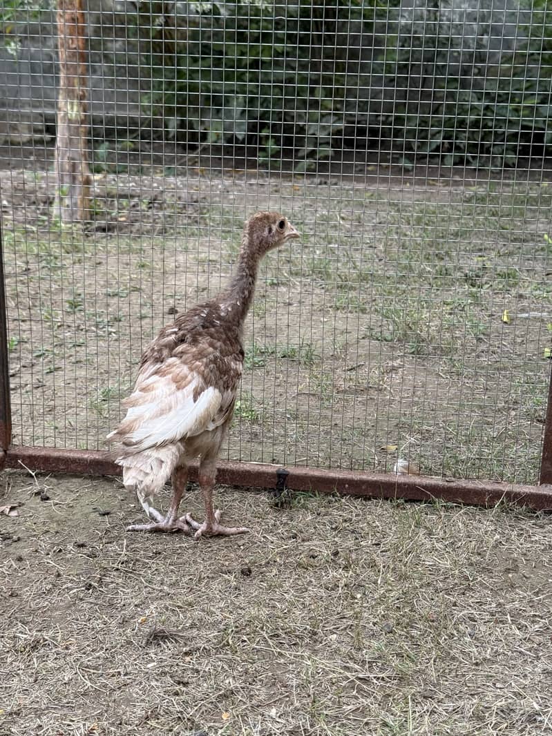 Red bourbon turkey chicks 2 pc 3