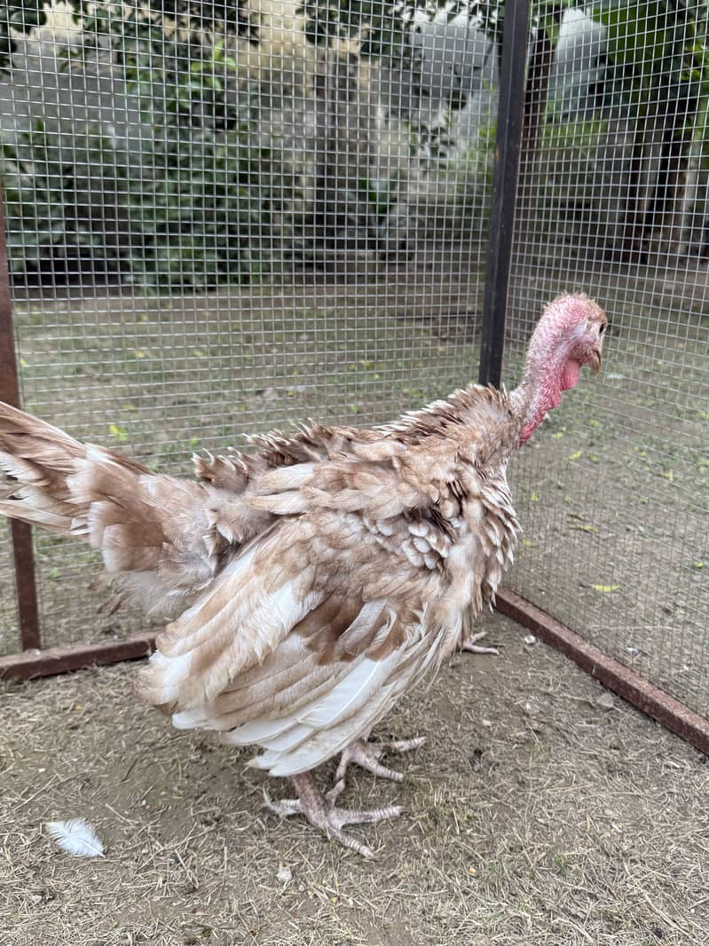 Red bourbon turkey chicks 2 pc 4