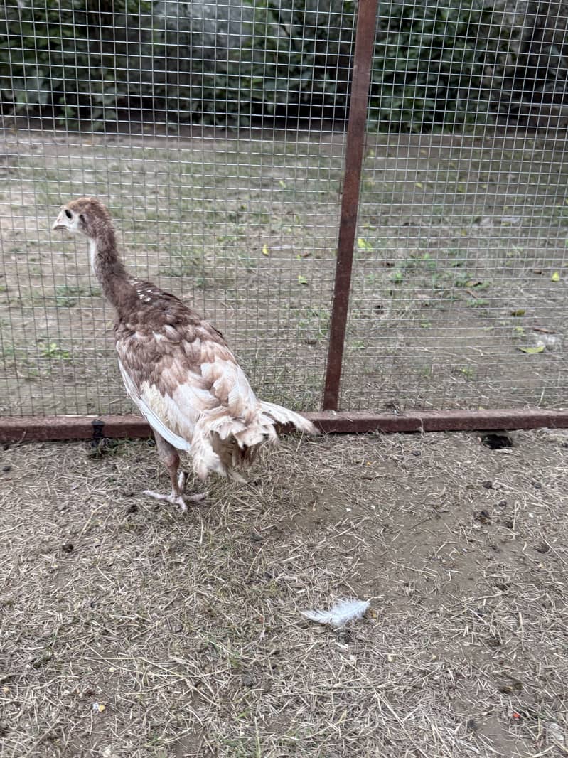 Red bourbon turkey chicks 2 pc 5