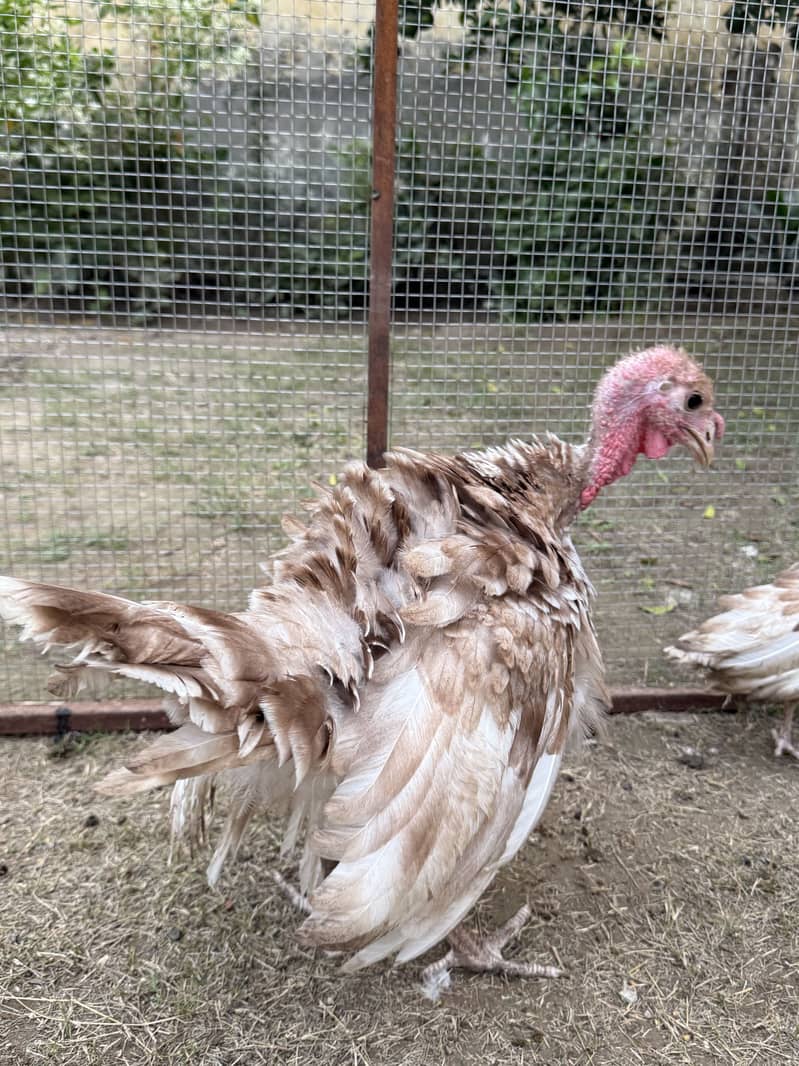 Red bourbon turkey chicks 2 pc 6
