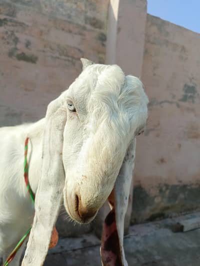 3 bakry munasib rate