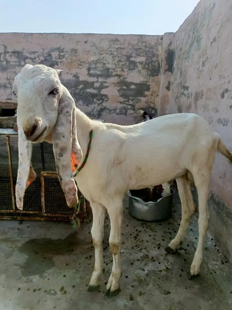 3 bakry munasib rate — photo 3