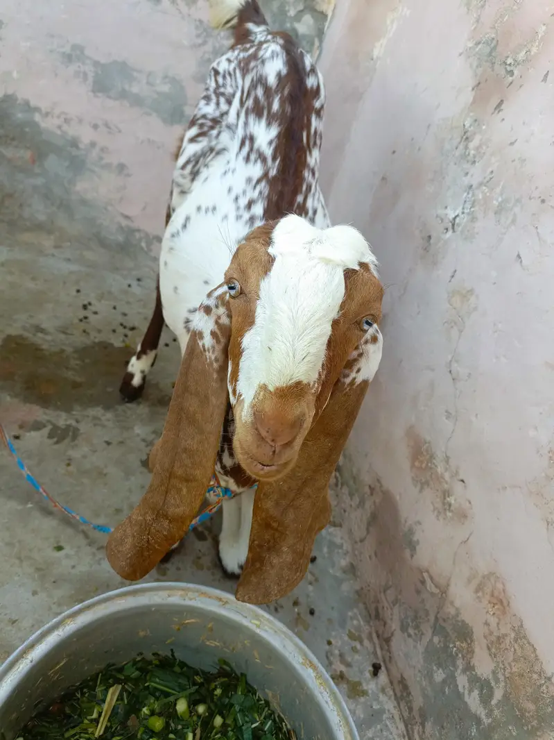 3 bakry munasib rate — photo 4