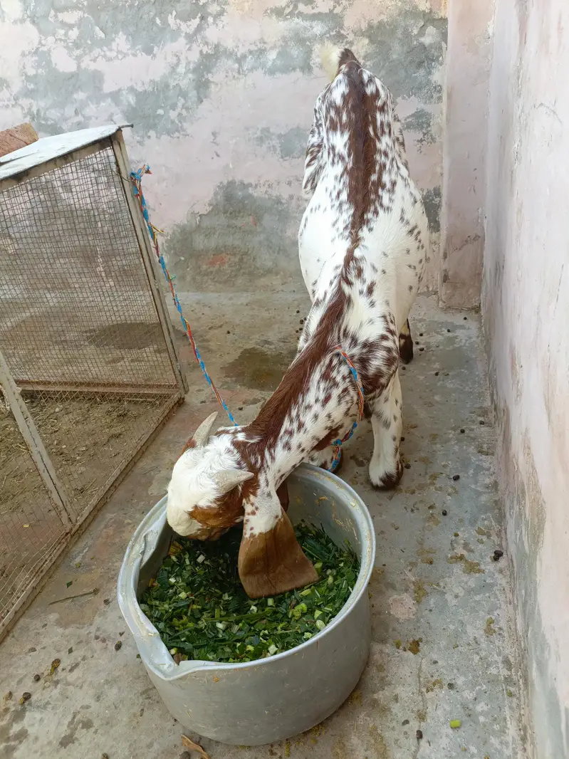 3 bakry munasib rate — photo 5