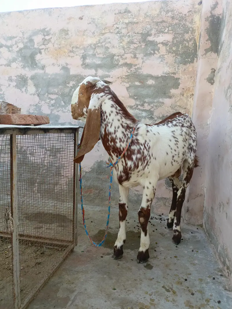 3 bakry munasib rate — photo 6