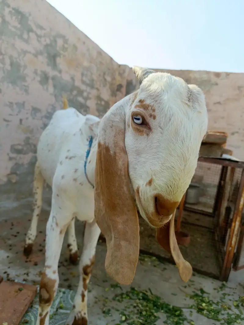 3 bakry munasib rate — photo 7