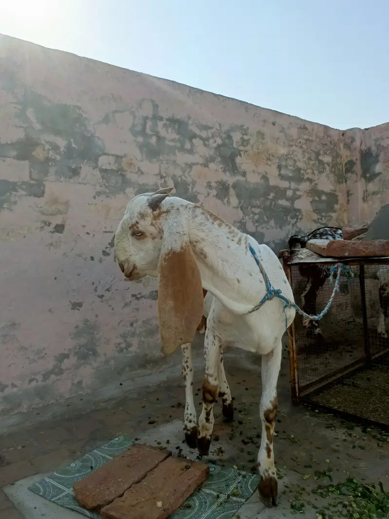 3 bakry munasib rate — photo 8