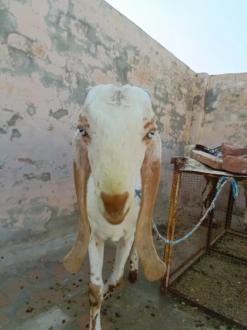 3 bakry munasib rate — photo 9