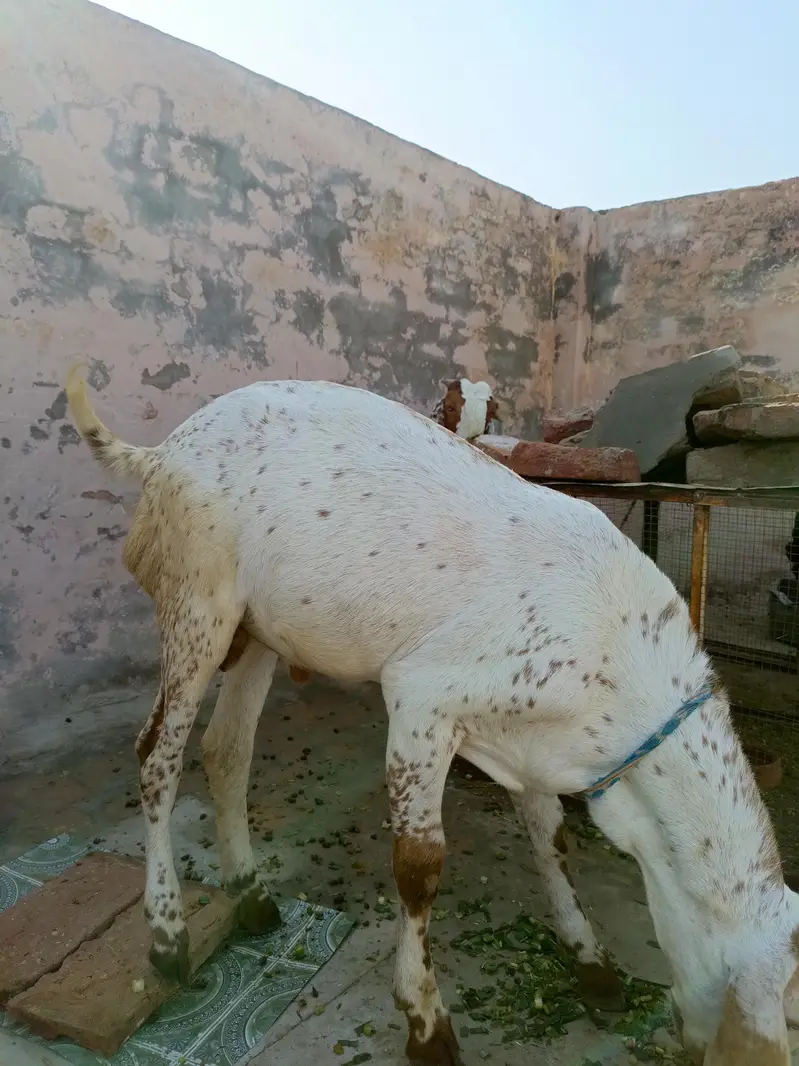 3 bakry munasib rate — photo 10