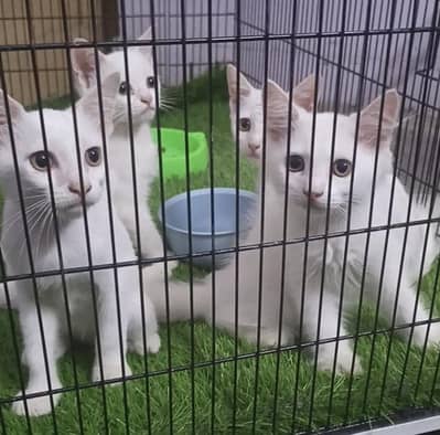 Kittens for sale PERSIAN